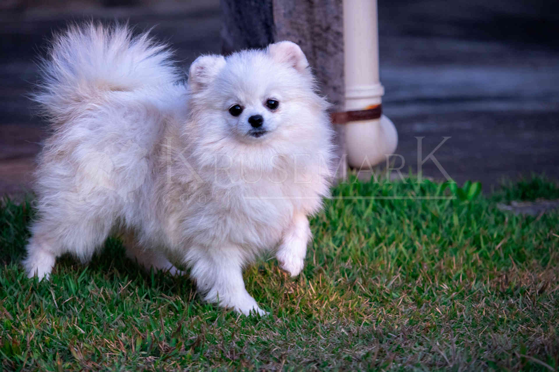 Spitz Alemão em um registro do cotidiano do Canil Krusemark 2